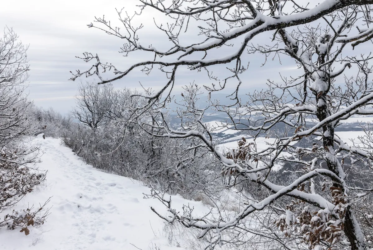 Pilisborosjenő, 2026. január 6.
Behavazott turistaút a Pilis hegységben található Nagy-Kevély hegyen 2026. január 6-án.
MTI/Kocsis Zoltán
