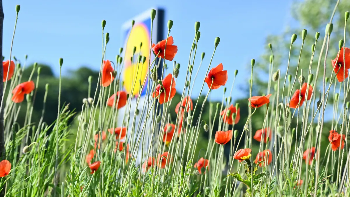 A holland Lidl kivezeti a mennyiségii kedvezményeket – a képen a cégtábla egy virágmező takarásában (illusztráció)