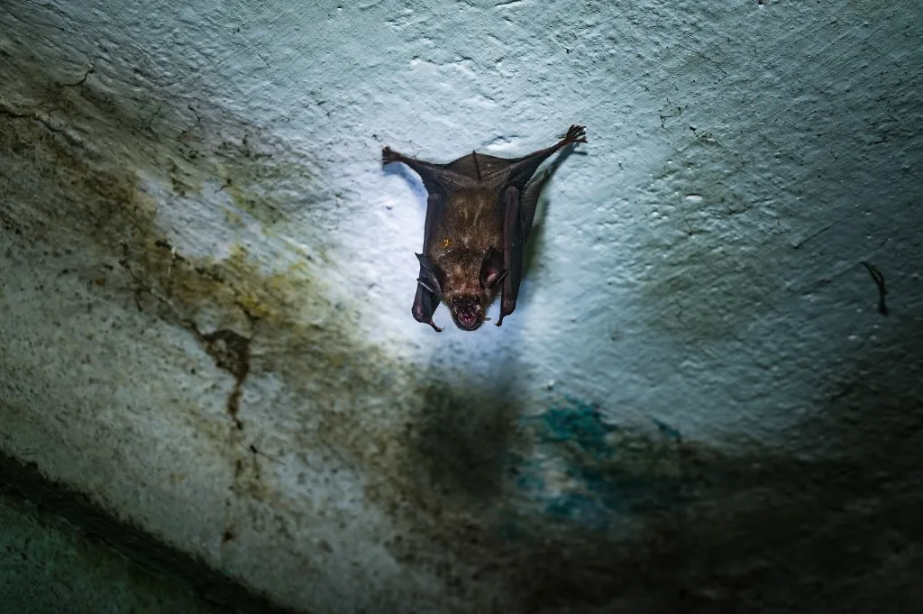 he Indian Roundleaf Bat (Hipposideros Lankadiva), Also Known As The Large Ceylon Leaf-nosed Bat Or Kelaart's Leaf-nosed Bat, Is A Known Reservoir Host For The Nipah Virus (NiV), Is Accidentally Entered The House And Hung Face Down From The Ceiling At Tehatta, West Bengal, India, On 21/06/2025. Bats Are Often Feared Because They're Believed To Carry Diseases Like COVID-19, SARS, MERS, And Ebola, Which Are Zoonotic Or Emerging Infectious Diseases. (Photo by Soumyabrata Roy/NurPhoto) (Photo by Soumyabrata Roy / NurPhoto via AFP), vírus