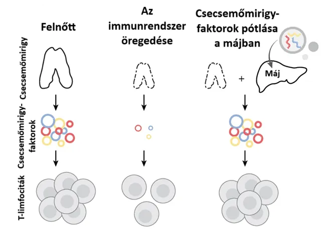 A kutatók az egerek máját használták fel a T-limfociták termelésének serkentésére.