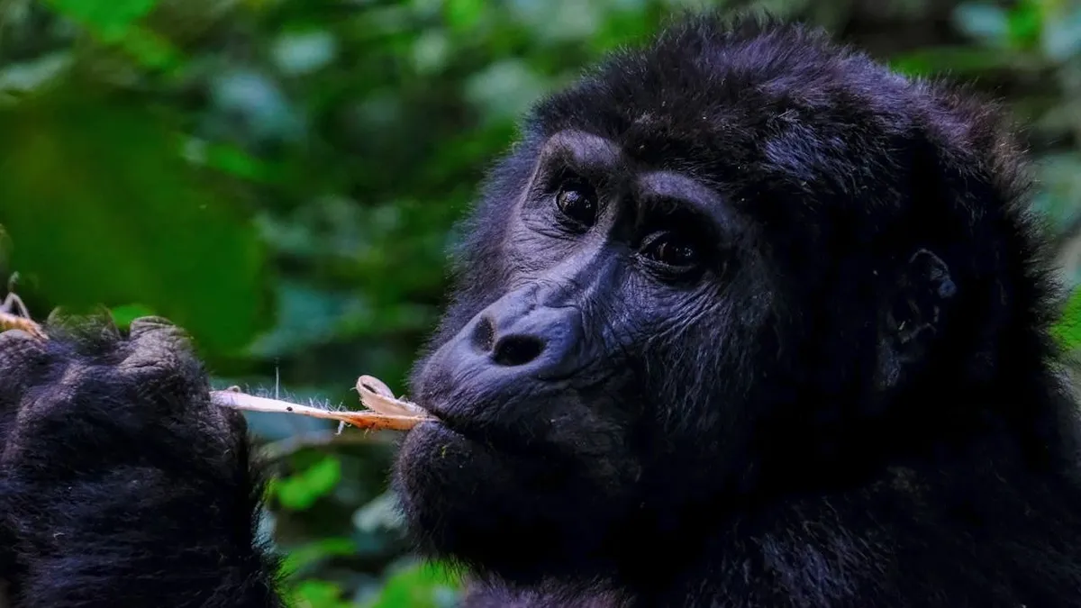 hegyi gorilla