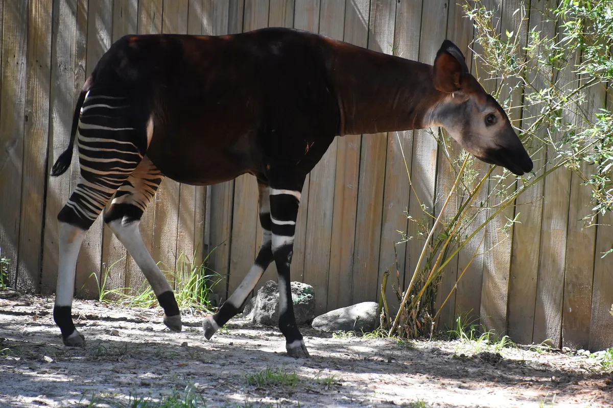 Okapi