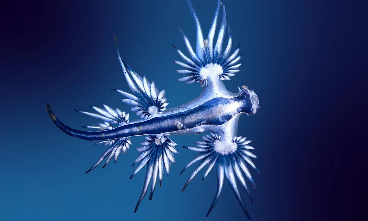Blue Dragon, Glaucus Atlanticus, Blue Sea Slug