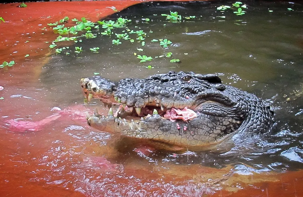This handout photo supplied by Marineland Melanesia on May 21, 2013 shows Cassius, the world's largest saltwater crocodile in captivity, eating his 110th birthday cake, on Green Island, Queensland in Australia. The cake was made of 20 kilograms of chicken necks. AFP PHOTO/MARINELAND MELANESIA    ----EDITORS NOTE ----RESTRICTED TO EDITORIAL USE MANDATORY CREDIT " AFP PHOTO / MARINELAND MELANESIA / NO MARKETING NO ADVERTISING CAMPAIGNS - DISTRIBUTED AS A SERVICE TO CLIENTS (Photo by MARINELAND MELANESIA / AFP), krokodil