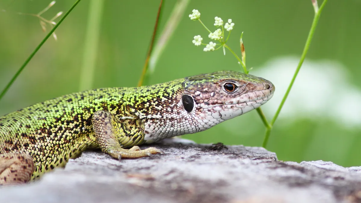 Fürge gyík az év hüllője – mit kell tudni róla? - ORIGO