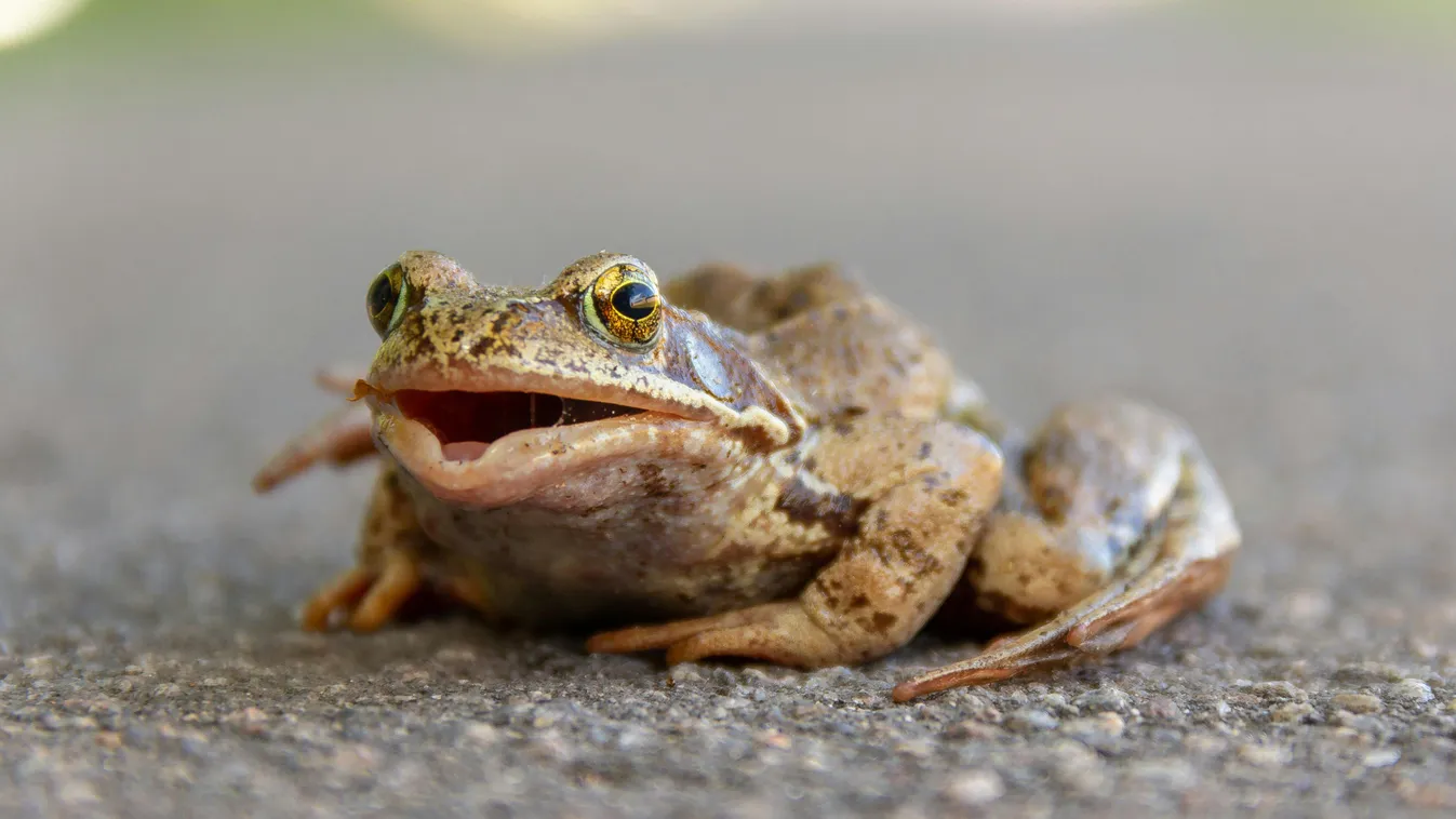 Rejtett gyilkos utazott a békákkal – most a fél világot fertőzi Kép