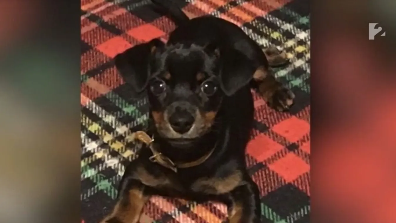 Újabb megdöbbentő állatkínzás: ezúttal egy tacskót használtak céltáblának Kép