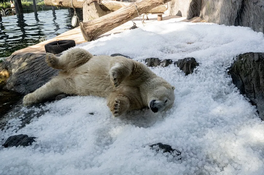 A polar bear cools down on ice cubes in its enclosure on August 13, 2025 at the Prague zoo as temperatures reached 32 degrees Celsius. (Photo by Michal Cizek / AFP), havazás
