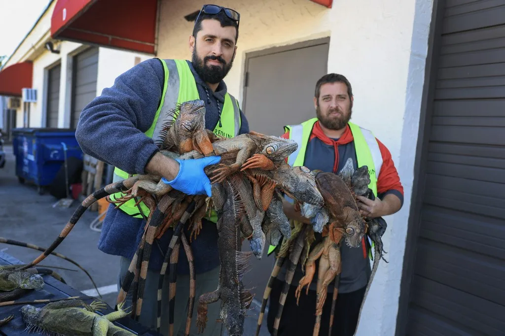 HOLLYWOOD, FLORIDA - FEBRUARY 02: (L-R) Blake Wilkins and Andrew Baron, who are Redline Iguana Removal trappers, unload cold-stunned as well as dead green iguanas from the back of a pickup truck after they collected them during a cold spell on February 02, 2026, in Hollywood, Florida. South Florida has seen back-to-back nights of overnight temperatures in the mid-thirties. The cold-blooded invasive species fall from trees when temperatures get too low. Blake Wilkins, a trapper for Redline Iguana Removal, said in the last two days, they have collected about 2500 iguanas, and he has never seen anything like it in his years of trapping. Joe Raedle/Getty Images/AFP (Photo by JOE RAEDLE / GETTY IMAGES NORTH AMERICA / Getty Images via AFP), Sok leguán pusztult el a floridai hidegben a héten