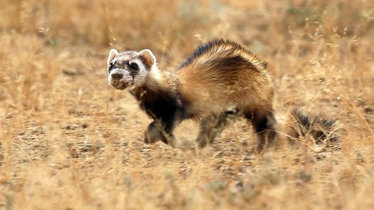 Sokan veszélyesnek tartják, most mégis hatalmas elismerést kapott – ORIGO