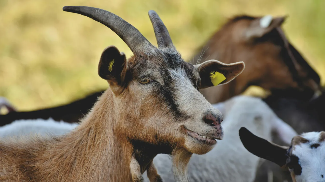 Megette volna a döghúst, ezért nem földelte el az elhullott kecskéket a nyomári állatkínzó Kép