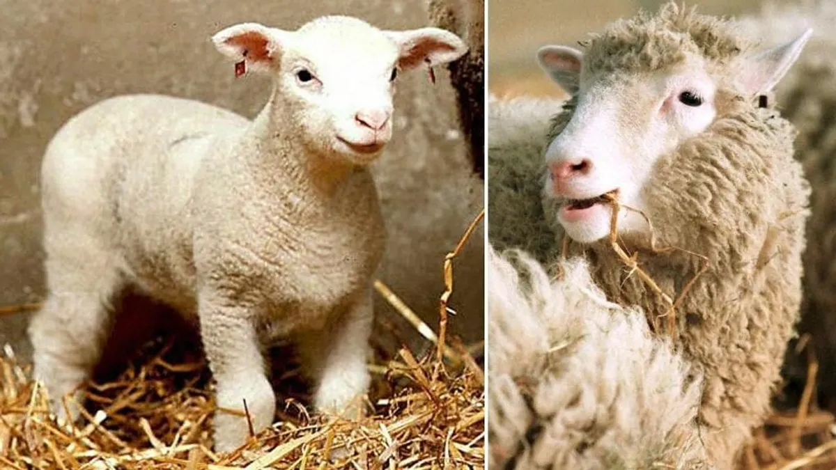 Dolly, a klónozott bárány, aki örökre megváltoztatta a tudományt – ORIGO