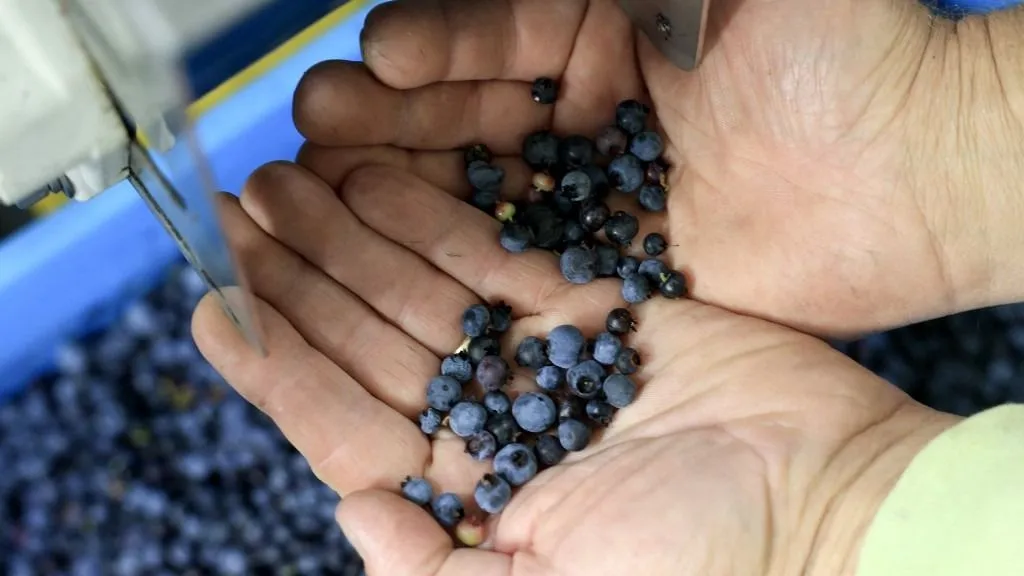 áfonya HARRINGTON, MAINE - AUGUST 08: Courtney Hammond, Lynch Hill Farms Manager, holds blueberries as they are processed at the independent wild Maine blueberry farm on August 08, 2025 in Harrington, Maine. Independent wild Maine blueberry growers in the state are experiencing challenging times as their crops face several threats posed by climate change, from increased frequency of extreme weather events like droughts, floods, destructive frost, and warmer temperatures. Courtney Hammond thinks his business is possibly in jeopardy as his crops are producing fewer marketable berries than normal. He, along with other independent growers, continues to try to adapt to the weather, but they could be reaching the point of no return, said Mr. Hammond.   Joe Raedle/Getty Images/AFP (Photo by JOE RAEDLE / GETTY IMAGES NORTH AMERICA / Getty Images via AFP)