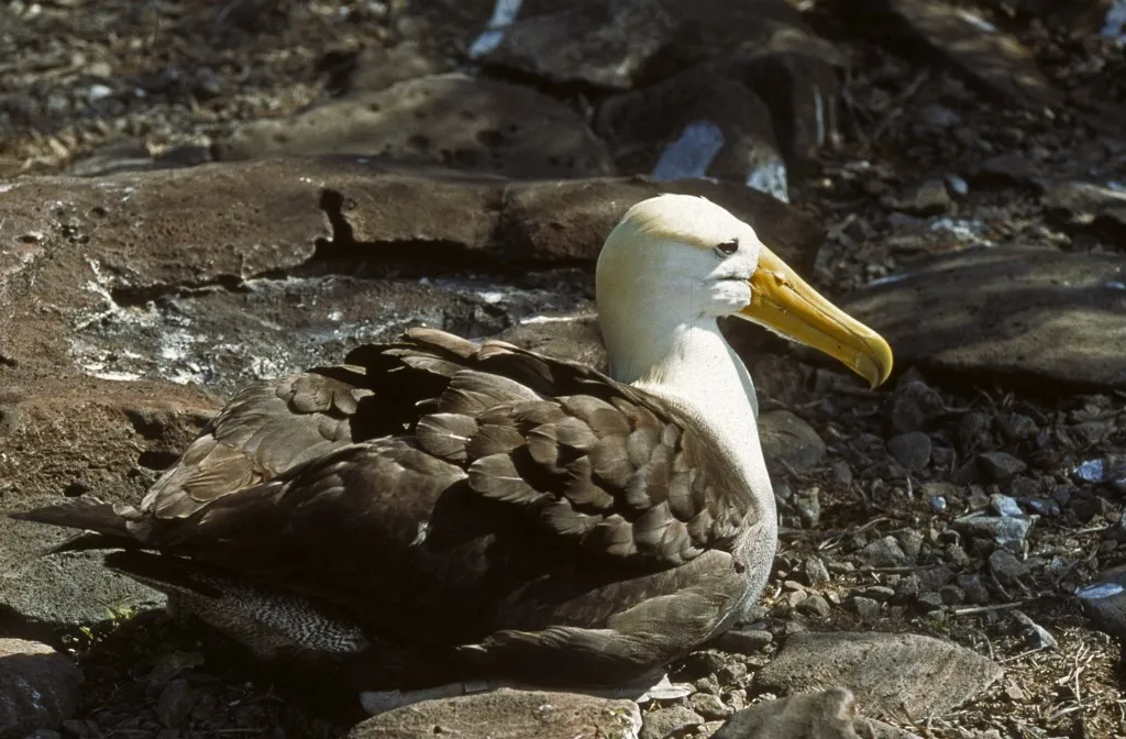 A hullámos albatrosz rendkívül  ritka madár 