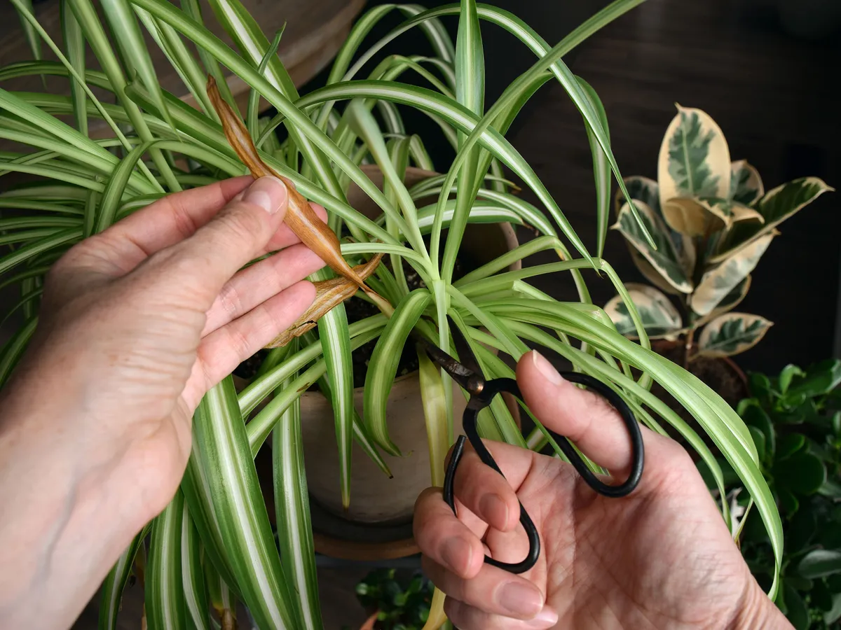 Looking down at a person using scissors to cut yellowed leaves from a spider plant, showing indoor plant maintenance and routine houseplant care
