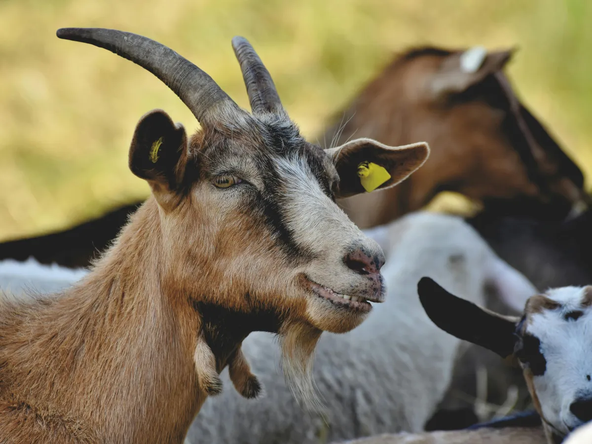 Kimentették a rossz körülmények között tartott kecskéket az állatkínzó birtokáról 