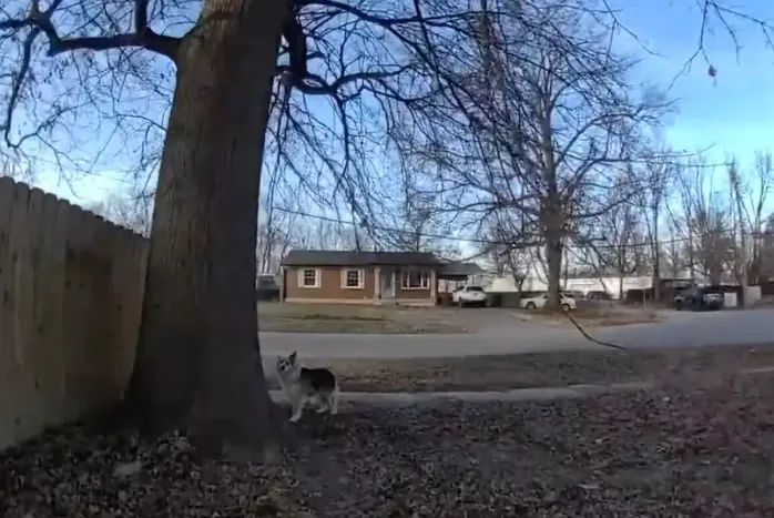Hős kutya bukkant egy eltűnt kisfiú nyomára Kentucky államban, Louisville-ben.