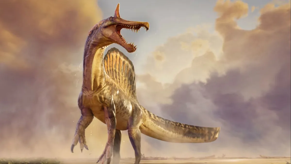 A különleges Spinosaurus mirabilis, amely folyókban is vadászott és a valaha ismert legnagyobb fejdísszel rendelkezett a ragadozó dinoszauruszok között