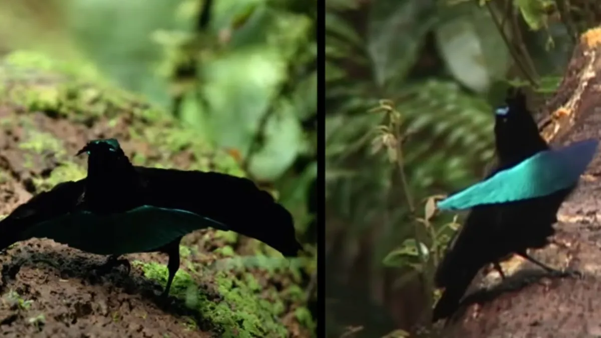 Valentin-nap a vadonban: hihetetlen, mit művelnek az állatok párzás előtt –...