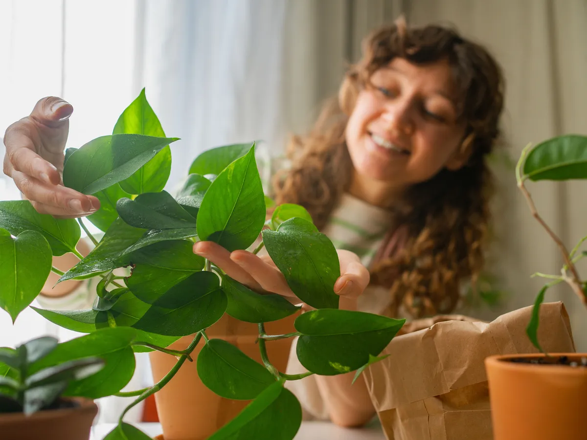 Egyes szobanövények segíthetik az egészségünket.