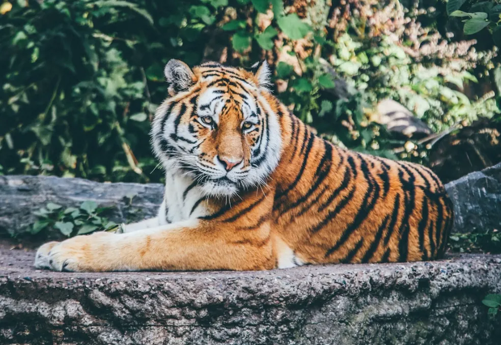 tigris