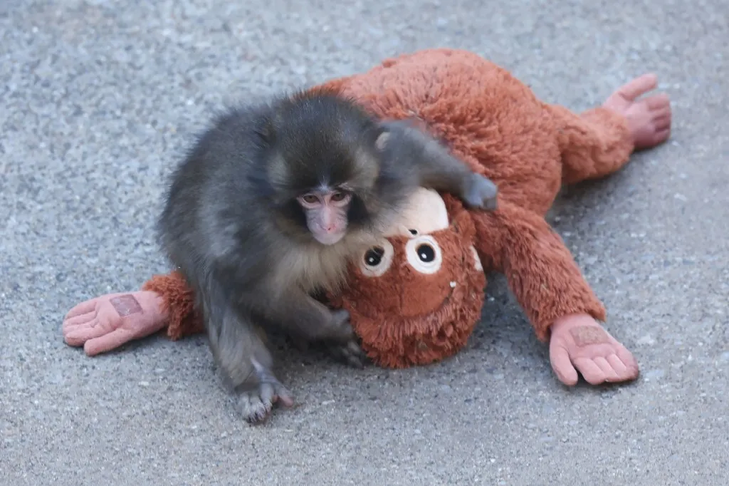 A hét hónapos makákó, Punch plüss orangutánjával az Ichikawa Állatkert kifutójában, miután anyja elutasította