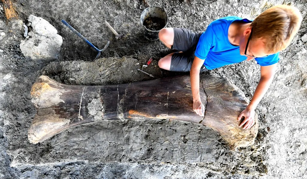 Maxime Lasseron, researching his doctorate at the National Museum of Natural History of Paris, inspects the femur of a Sauropod on July 24, 2019, after it was discovered earlier in the week during excavations at the palaeontological site of Angeac-Charente, near Châteauneuf-sur- Charente, south western France. The 140 million-years-old, two meters long, 500 kilogramme femur of the Jurassic period Sauropod, the largest herbivorous dinosaur known to date, was discovered nestled in a thick layer of clay by a team of volunteer excavators from the National Museum of Natural History working at the palaeontological site. Other bones from the animal's pelvis were also unearthed. (Photo by GEORGES GOBET / AFP)