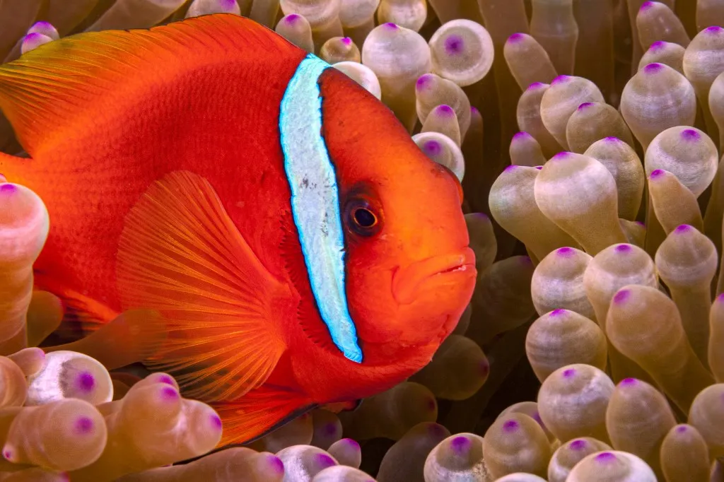 A paradicsom-bohóchal idővel elveszíti többi fehér csíkját, ami a kutatók szerint a társadalmi hierarchiához való alkalmazkodás része lehet