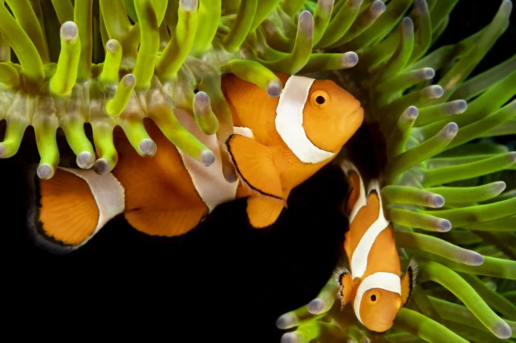 A közönséges bohóchal sokak kedvence a trópusi korallzátonyok világából