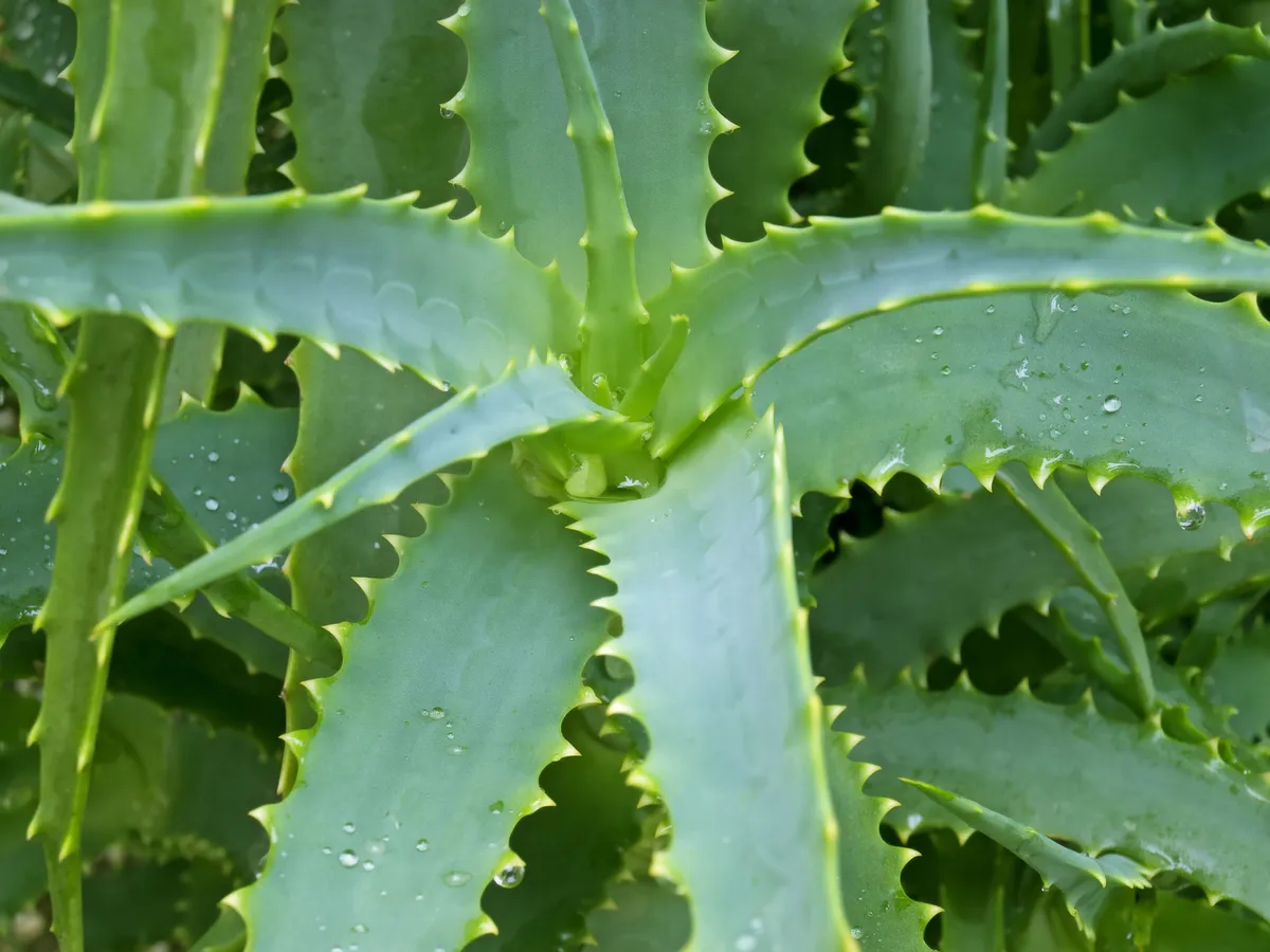 Aloe vera ital: mit tehet a szervezetedrt a rendszeres fogyasztsa? - ORIGO