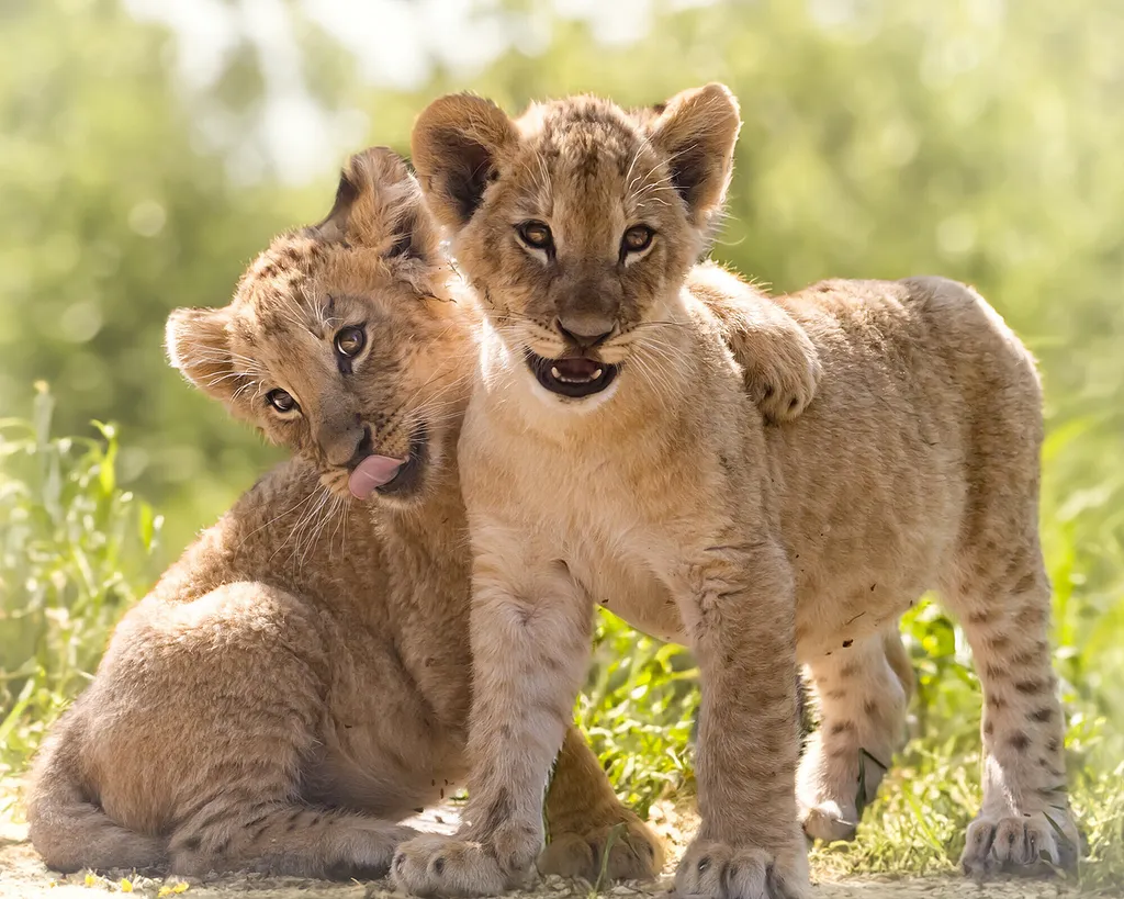 Vicces állatok, Viccesállatok