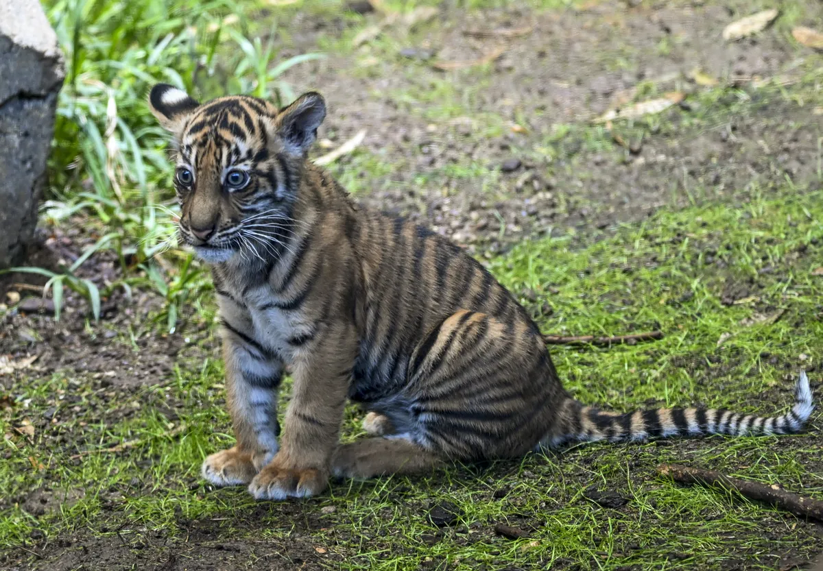 tigris