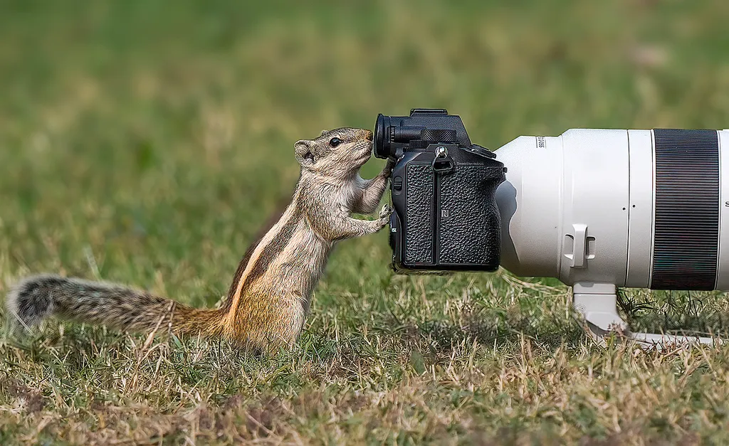 Vicces állatok, Viccesállatok