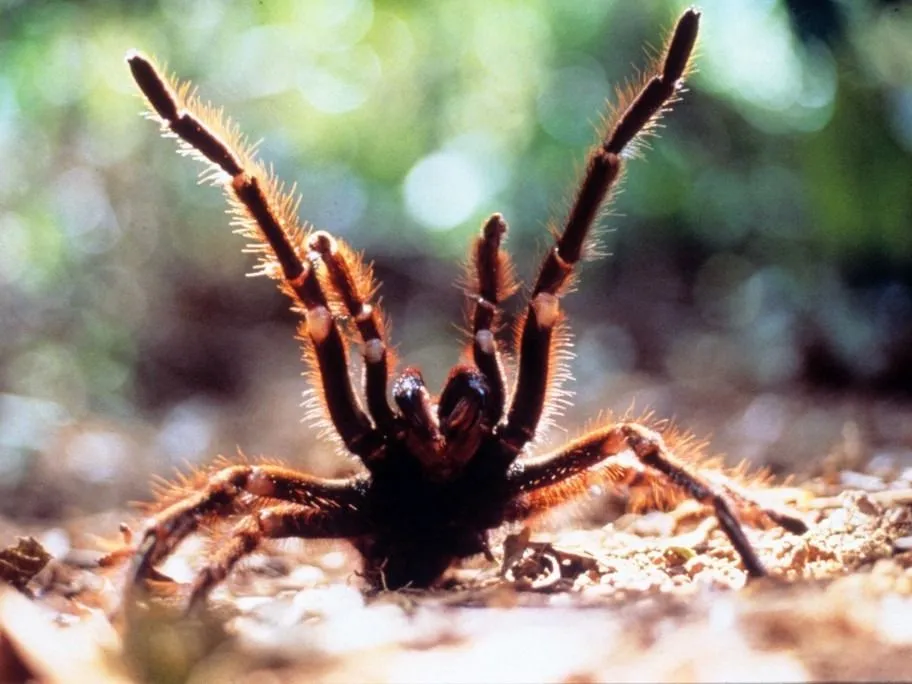 pókiszony Arachnophobie
Arachnophobia
1991
Real  Frank Marshall.
Collection Christophel © Hollywood Pictures / Amblin entertainment (Photo by Hollywood Pictures / Amblin ente / Collection ChristopheL via AFP)