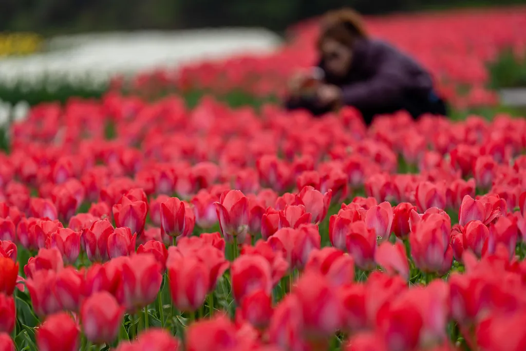 Holland tulipánvirágzás, Hollandtulipánvirágzás