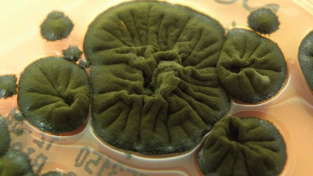 A Cladosporium sphaerospermum nevű csernobili gomba