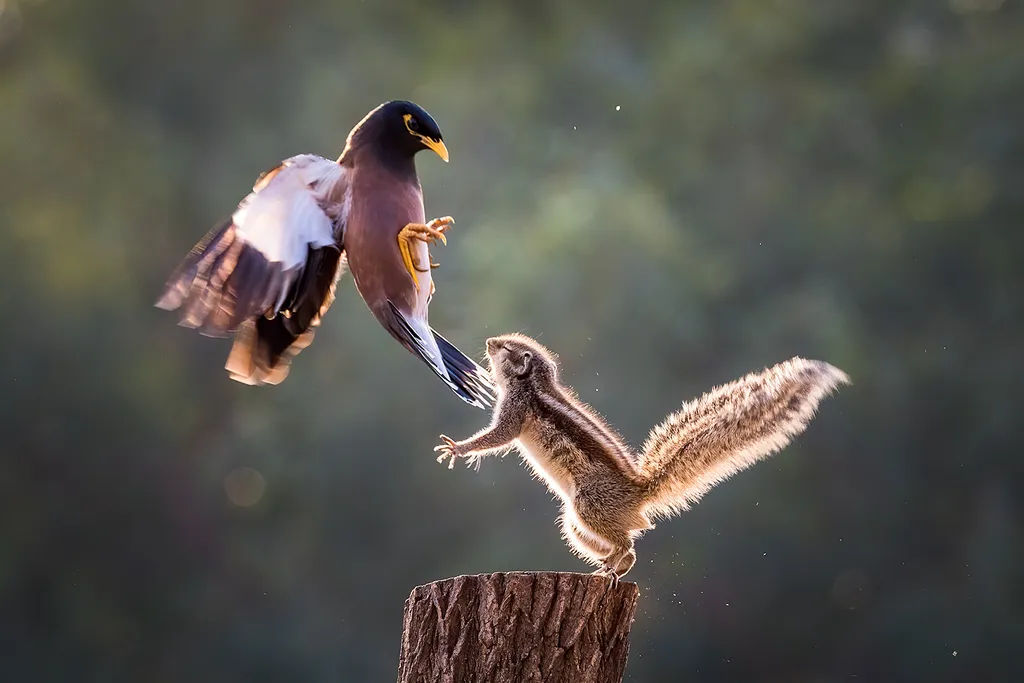 Vicces állatok, Viccesállatok