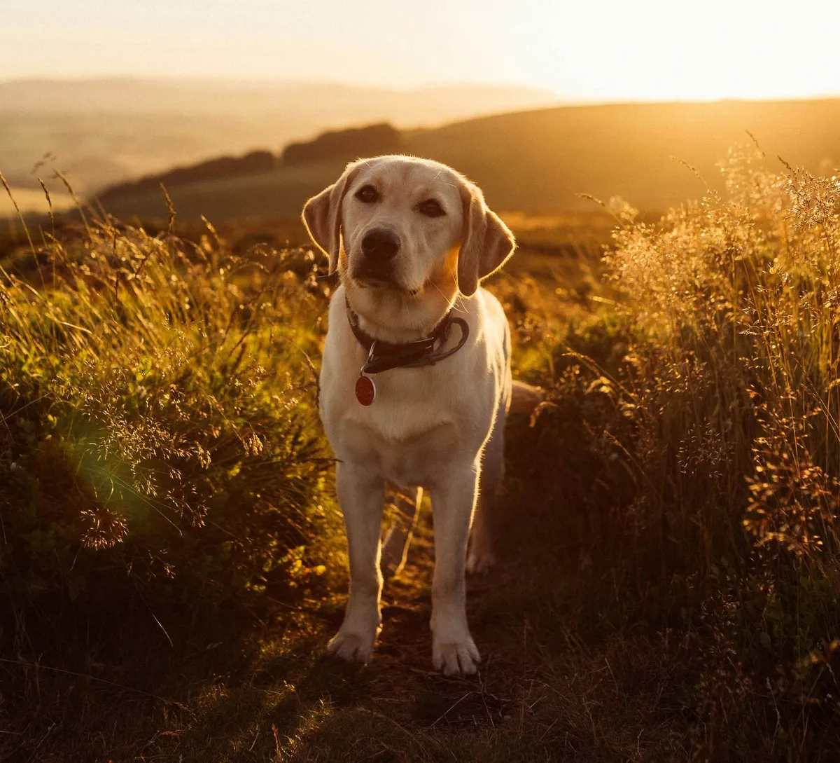 A labrador különös felfedezést tett a rejtélyes gyilkossággal kapcsolatban (illusztráció) – Fotó: Unsplash