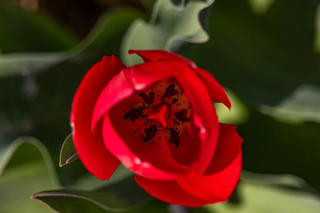 Holland tulipánvirágzás, Hollandtulipánvirágzás