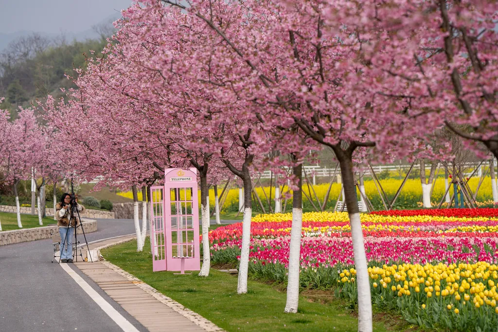 Holland tulipánvirágzás, Hollandtulipánvirágzás