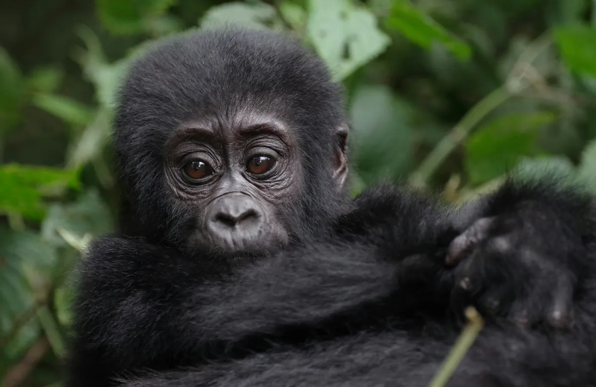 Újabb gorillaikrek születtek a Virunga Nemzet Parkban