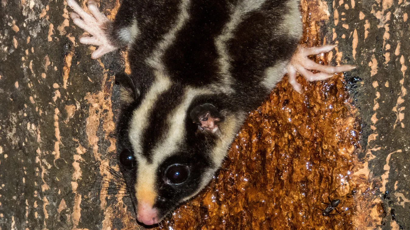 Lázár-taxonok a ködben: 6000 éve kihaltnak hitt erszényeseket azonosítottak Pápua erdeiben