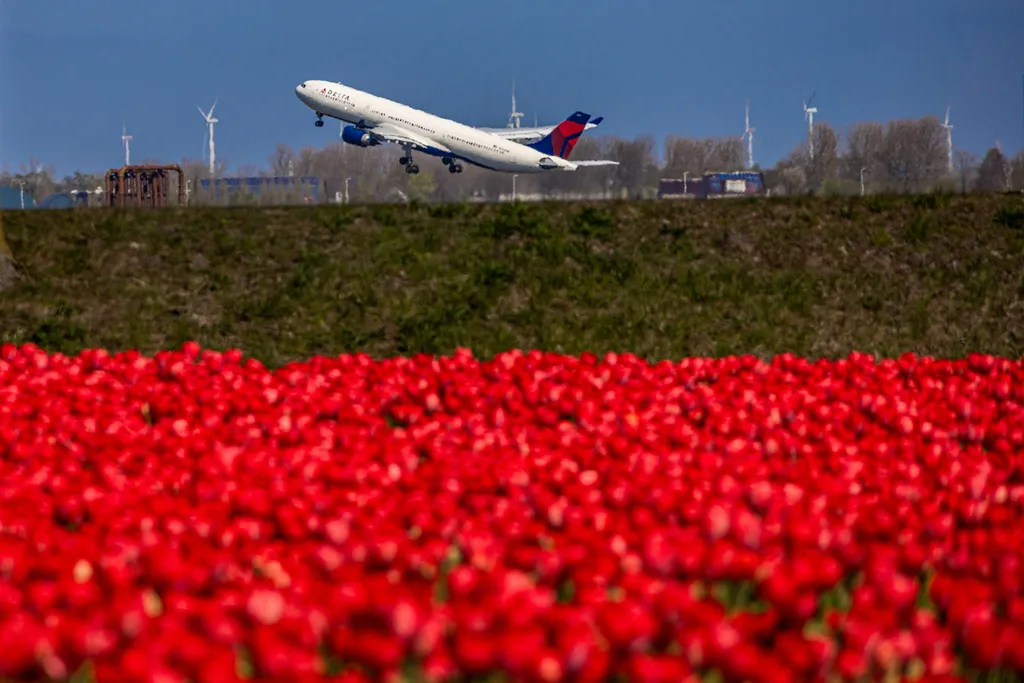 Holland tulipánvirágzás, Hollandtulipánvirágzás