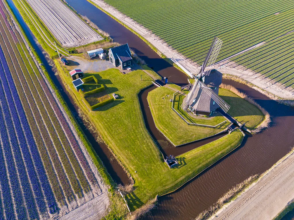 Holland tulipánvirágzás, Hollandtulipánvirágzás