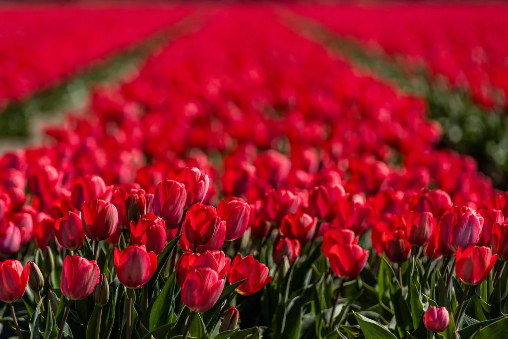 Holland tulipánvirágzás, Hollandtulipánvirágzás