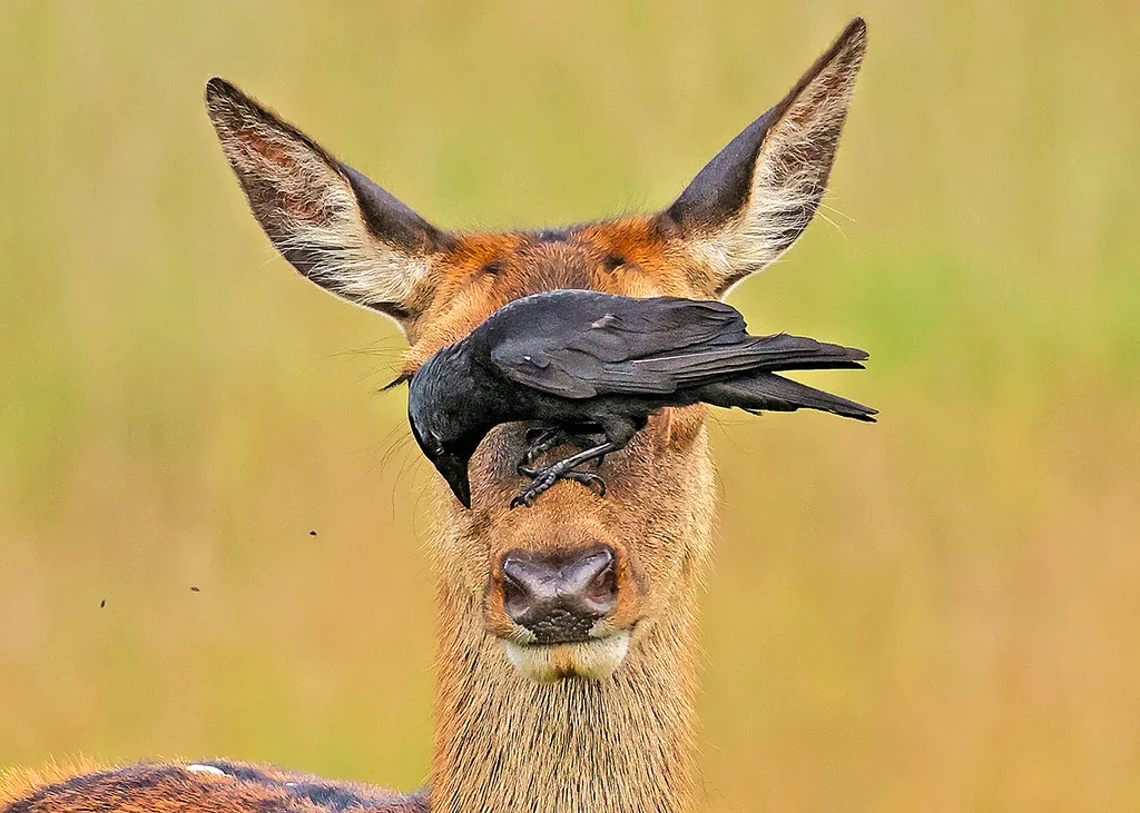 Vicces állatok, Viccesállatok