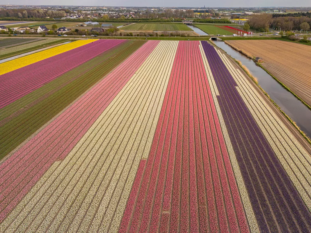 Holland tulipánvirágzás, Hollandtulipánvirágzás