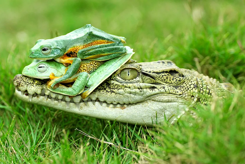 Vicces állatok, Viccesállatok