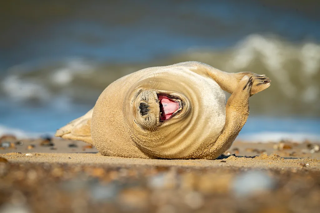 Vicces állatok, Viccesállatok