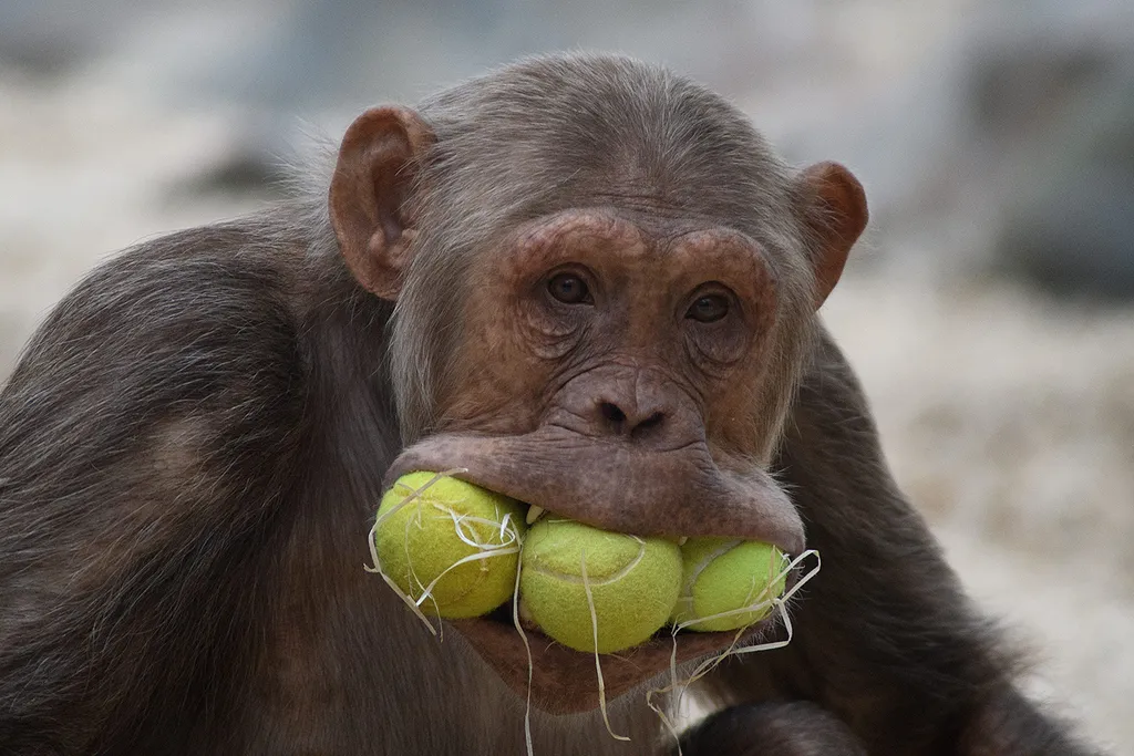 Vicces állatok, Viccesállatok